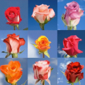 Globalrose: $369 For 500 Roses Only