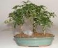 Bonsai Boy: 40% Off On Sale Items