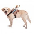 Half Price Costumes: 50% Savings On Pet Costumes