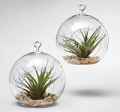 Red Envelope: 33% Off Glass Garden Globe + Plant