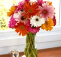 Organic Bouquet: Buy 15 Gerberas, Get 10 Free Limited Time Offer