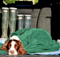 Muddy Paws: Drying Coats &towels From Only £8.99