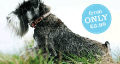 Muddy Paws: Collars & Tags From Only £3.99