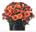 Home Depot: Up To 33% Off Garden Items