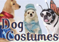 Costume Craze: Up To 80% Off Select Dog Costumes